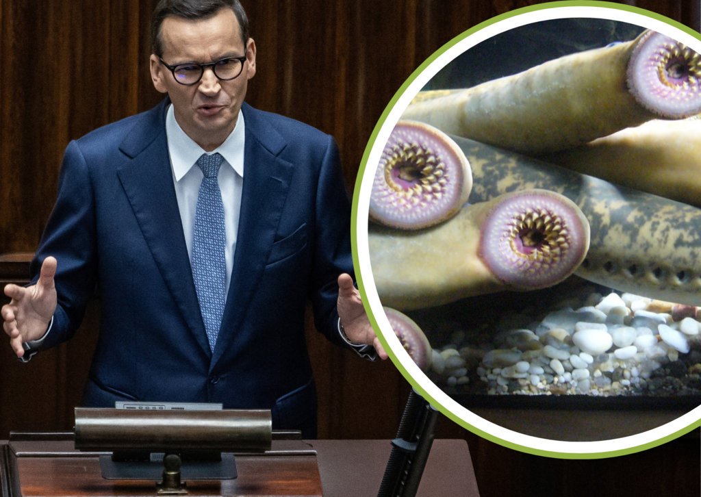 Mateusz Morawiecki i minogi