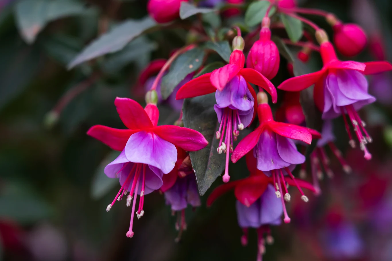 Zimowanie fuksji w odpowiedni sposób pozwoli roślinie przetrwać do kolejnego sezonu. Jak to zrobić? Jak pielęgnować fuksję?