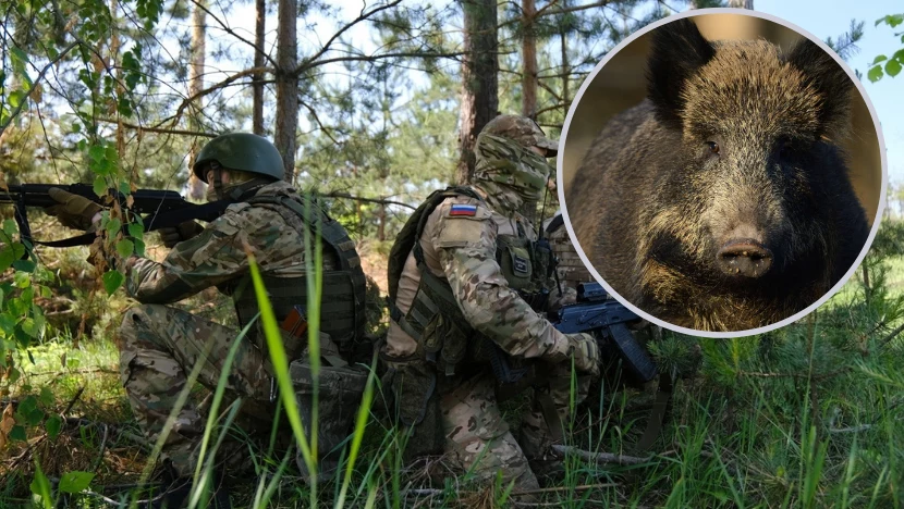 Stado dzików zatrzymało Rosjan w Ukrainie