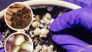 Widzisz pleśń w doniczce? Nie zwlekaj, jeszcze możesz uratować roślinę