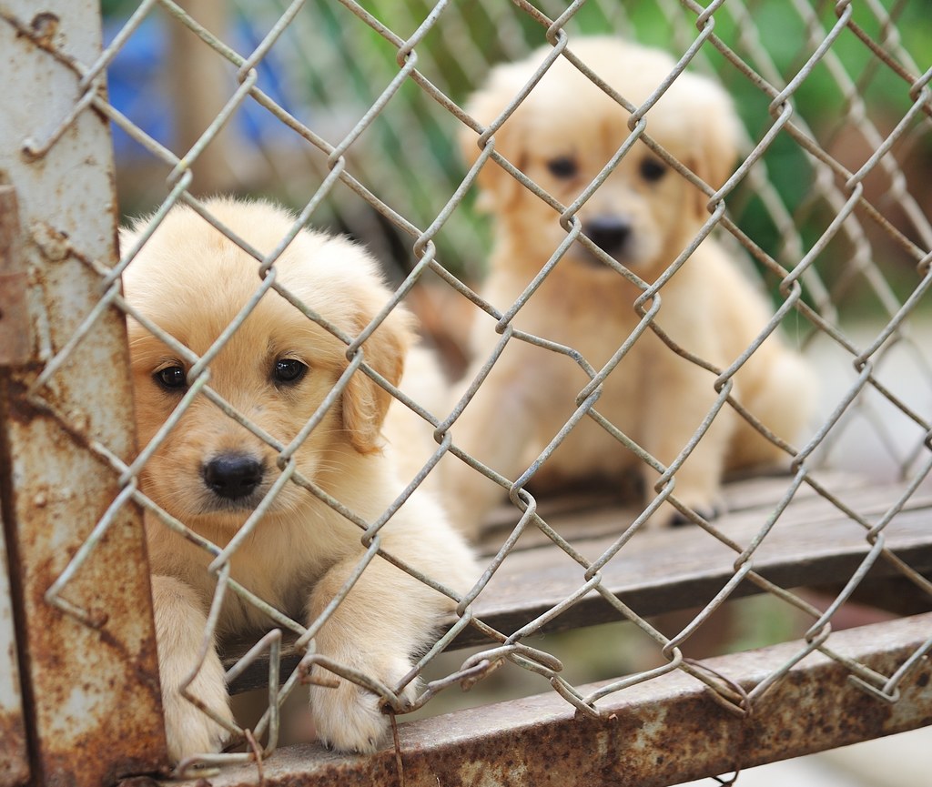 Częstsze adopcje psów ze schronisk. Jest na to sposób