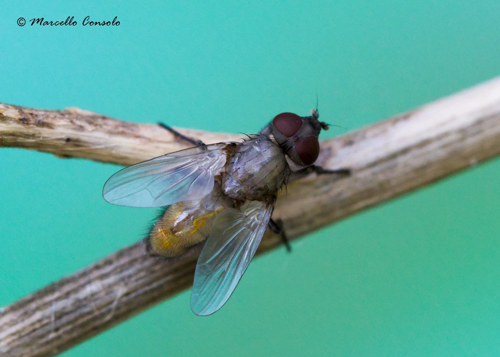 Niektóre muchy są bardzo pożyteczne. Np. gatunek Ophyra aenescens zjada inne muchy zagrażające zwierzętom gospodarskim