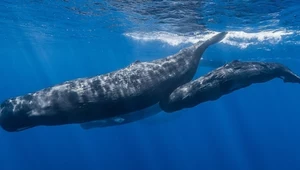 Mały kraj odda część wybrzeża wielorybom. Powód zupełnie zaskakuje