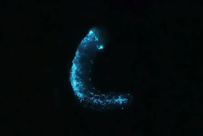 Pannychia moseleyi, świecąca strzykwa odkryta na głębokości 3300 metrów