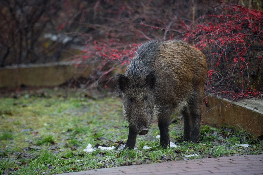 Dzik, czyli "świnia z lasu" coraz częściej pojawia się w miastach. Dlaczego? To złożony proces, który trwał latami