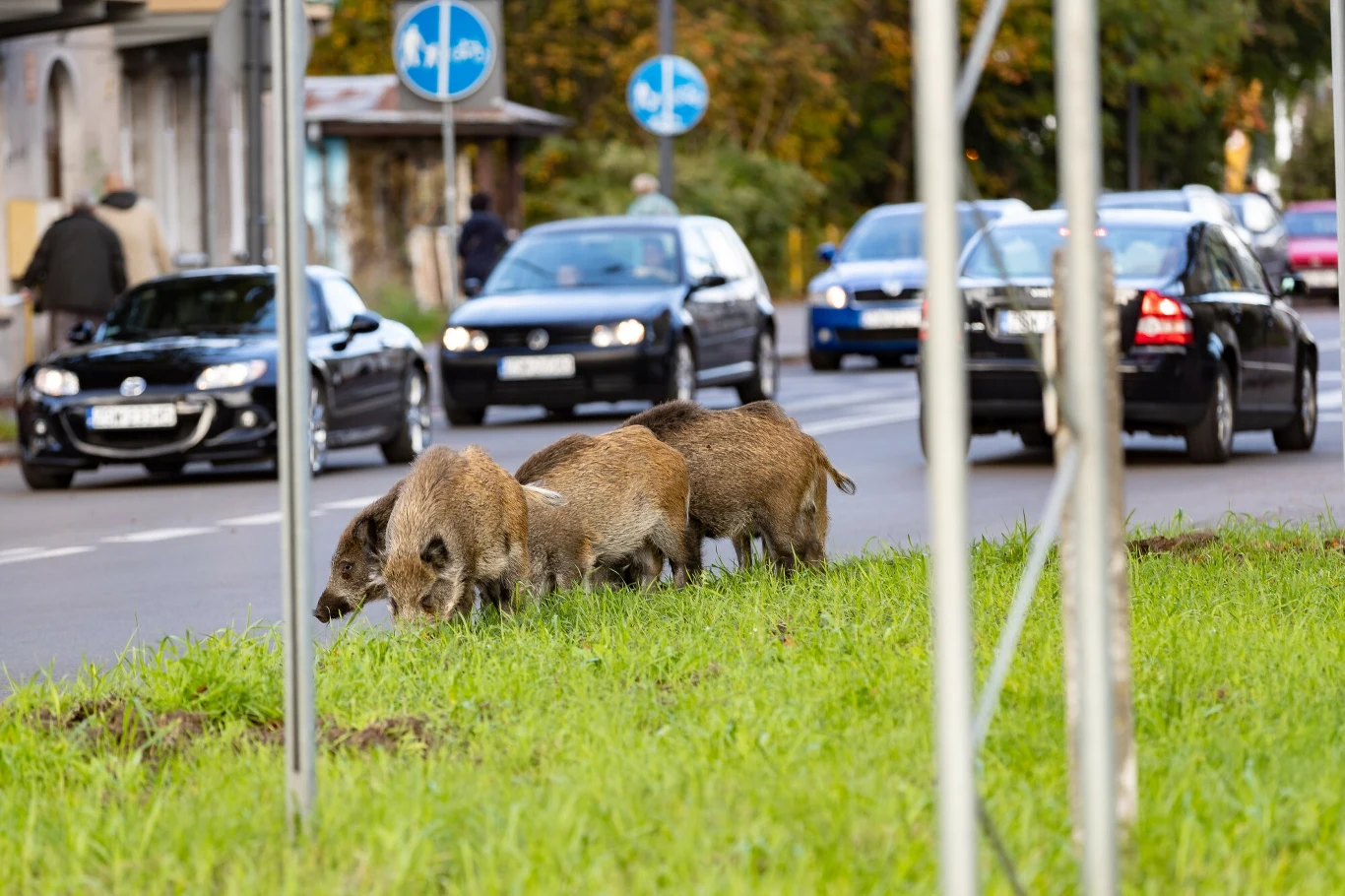 Teoretycznie dokarmianie dzików jest zabronione, ale w praktyce zwierzęta te i tak wyjadają resztki pozostawione przez ludzi, np. na śmietnikach Teoretycznie dokarmianie dzików jest zabronione, ale w praktyce zwierzęta te i tak wyjadają resztki pozostawione przez ludzi, np. na śmietnikach