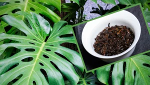 Nie wyrzucaj fusów z herbaty. Włóż je do doniczki, a monstera wystrzeli liśćmi