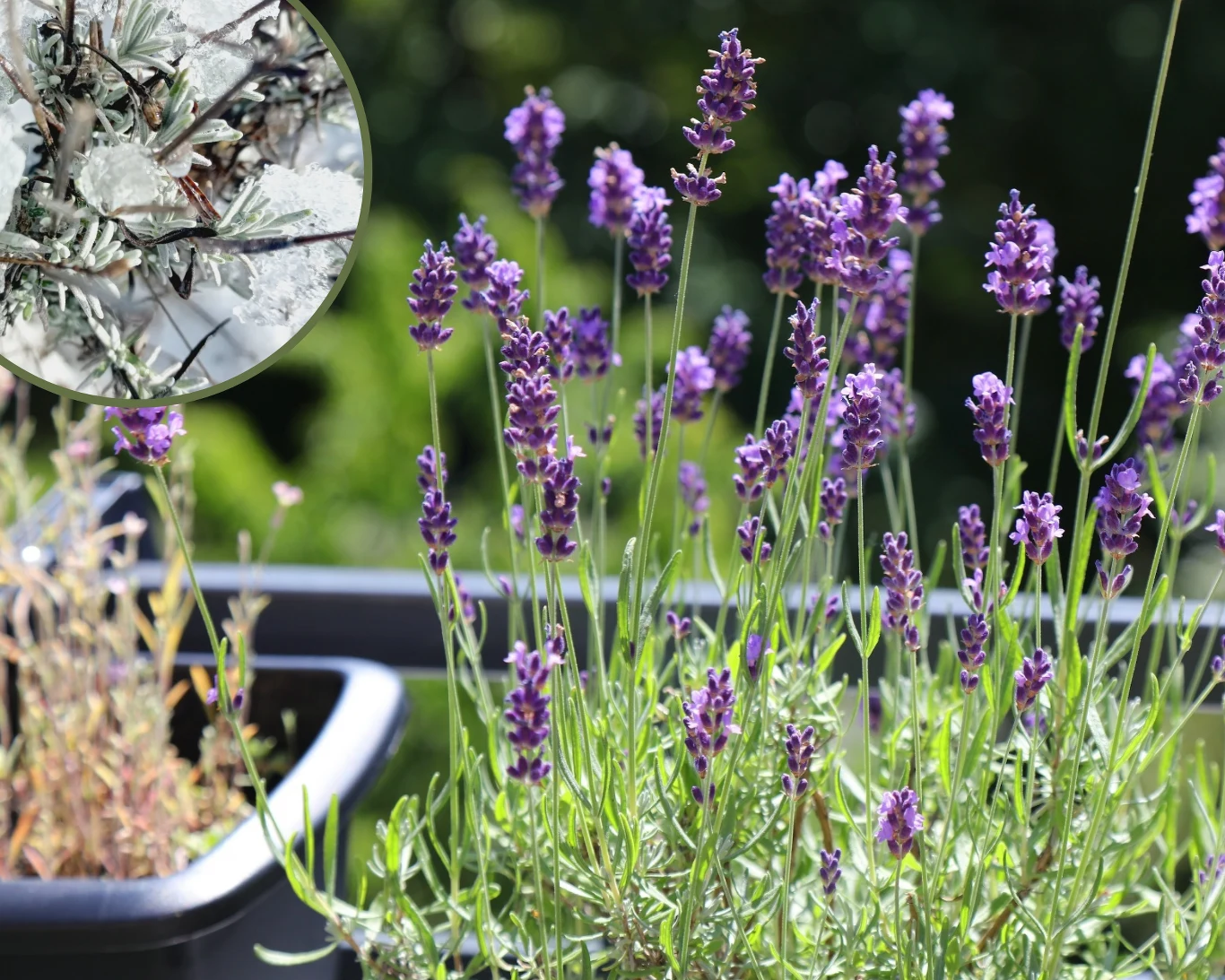 instagram.com/lawendowa_fantazja/ Jak przezimować lawendę? instagram.com/lawendowa_fantazja/ Jak przezimować lawendę?