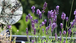 Jak przezimować lawendę w doniczce? Zrób to, a bez problemu przetrwa do wiosny 