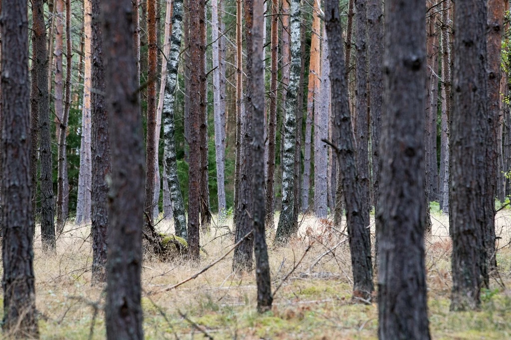 Leśnicy szukają szkodników w polskich lasach. "w przypadku masowego wystąpienia mogą być zagrożeniem dla lasów"