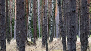 Leśnicy szukają szkodników w polskich lasach. "w przypadku masowego wystąpienia mogą być zagrożeniem dla lasów"