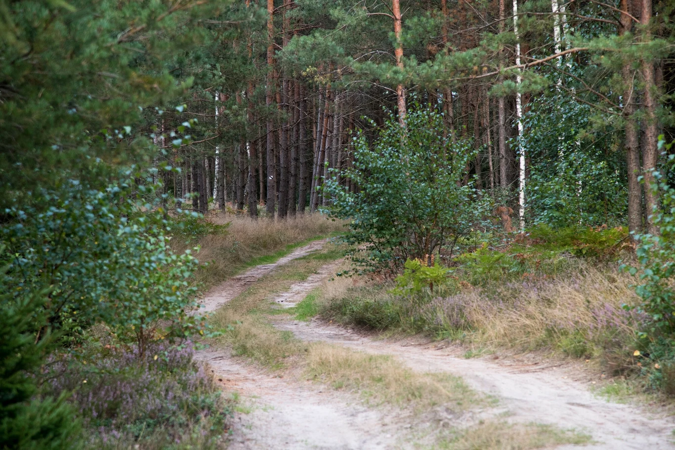 Leśnicy informują, że poszukiwania szkodników odbywają się co roku w konkretnym terminie