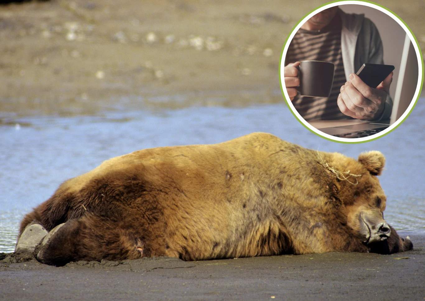 Niedźwiedź grizzly