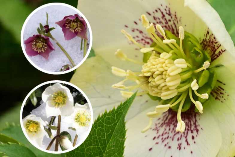 Ciemiernik bywa potocznie określany jako Róża Bożego Narodzenia z uwagi na nietypowy okres swojego kwitnienia Ciemiernik bywa potocznie określany jako Róża Bożego Narodzenia z uwagi na nietypowy okres swojego kwitnienia