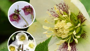 Ta roślina kwitnie w ogrodzie nawet zimą. Jak uprawiać Różę Bożego Narodzenia?