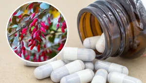 Berberyna działa przeciwzapalnie i przeciwdrobnoustrojowo. Obniża poziom lipidów oraz cukru we krwi