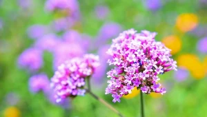 Werbena nie lubi zimna. Zabezpiecz ją w ten sposób, a bez problemu przetrwa do wiosny