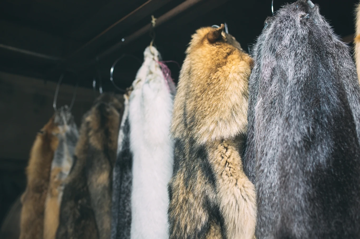 Zwierzęta futerkowe są zabijane w okrutny sposób np. przez porażenie prądem Zwierzęta futerkowe są zabijane w okrutny sposób np. przez porażenie prądem