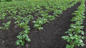 Ziemniaki są coraz droższe, a statystyczny Polak zjada ok. 100 kg rocznie 