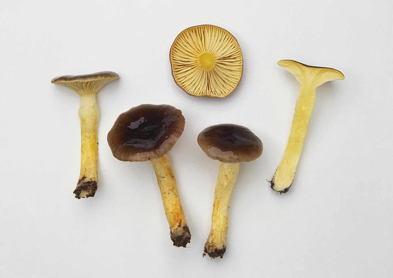 Wodnicha późna ma charakterystyczy wygląd