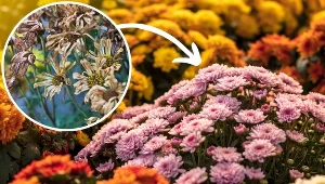 Chryzantemy marnieją i tracą kolor? Być może popełniasz ten błąd