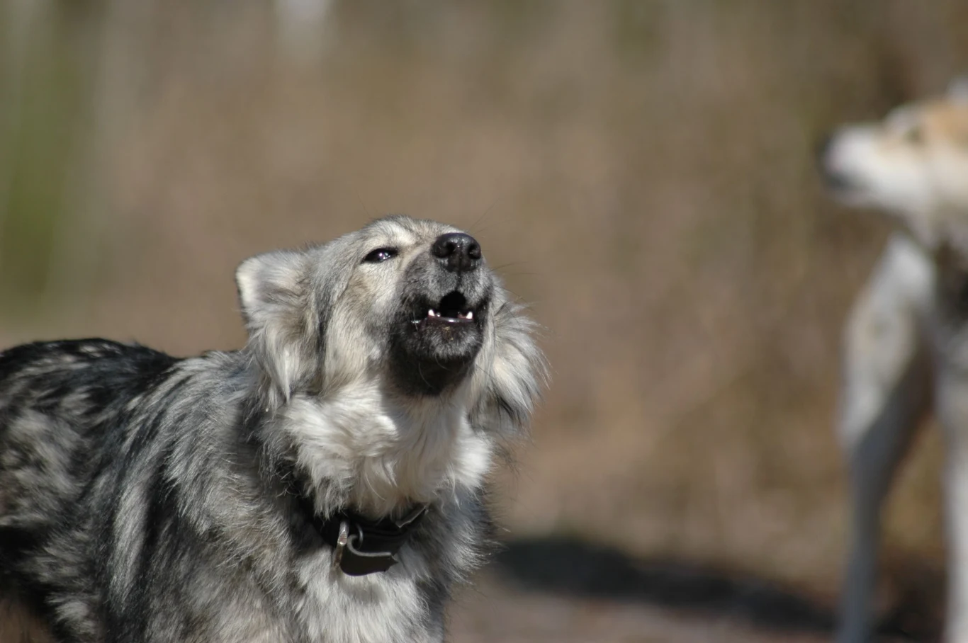 Wycie u psa jest tylko jednym z rodzajów wokalizacji 