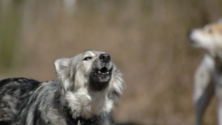 Wycie u psa jest tylko jednym z rodzajów wokalizacji