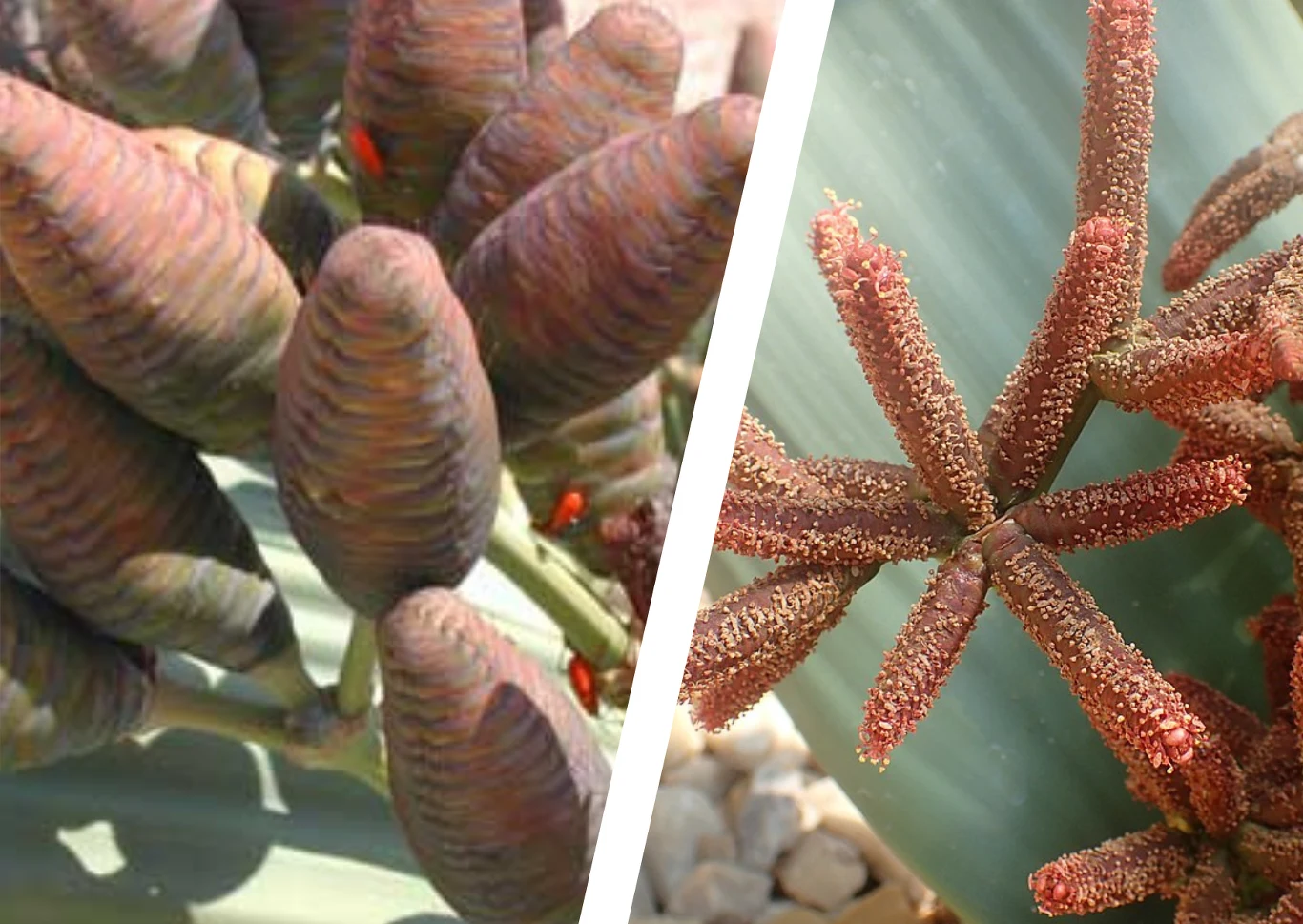 Żeńskie i męskie szyszki welwiczii