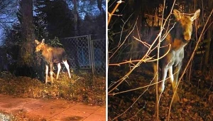 Łoszaki beztrosko hasały po ulicy na warszawskiej Białołęce