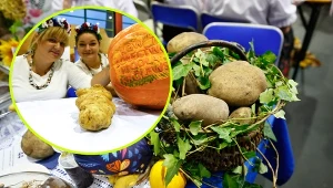 Lisków. Wyłoniono największą pyrę w Wielkopolsce