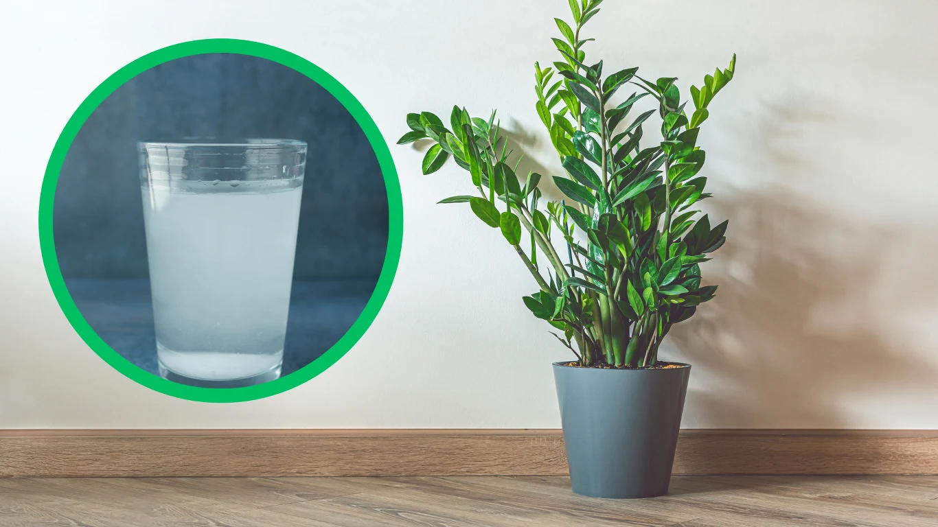 Na zżółknięte liście zamiokulkasa pomoże domowa odżywka z czosnku. Na zżółknięte liście zamiokulkasa pomoże domowa odżywka z czosnku.