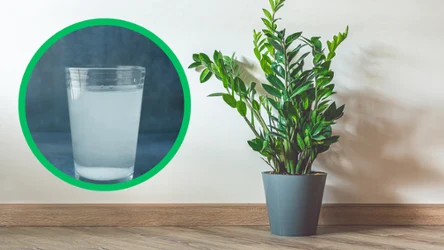 Jedna tabletka może uratować przelanego zamiokulkasa.