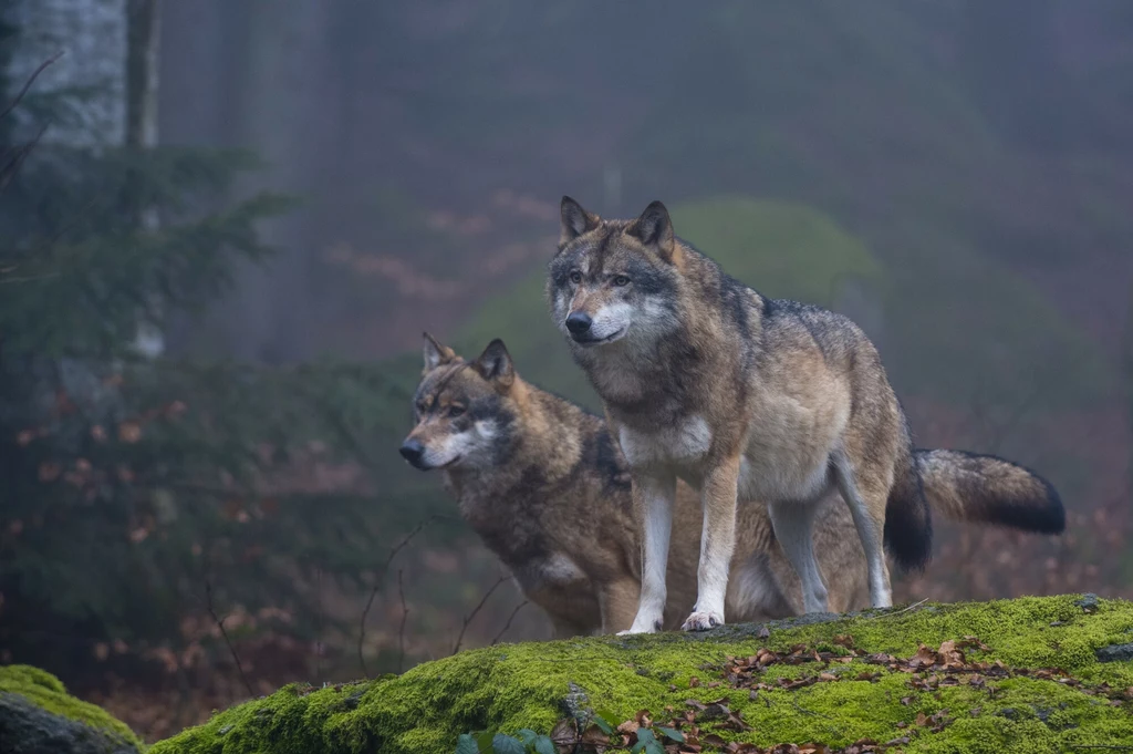 Para wilków w Bawarii, Niemcy