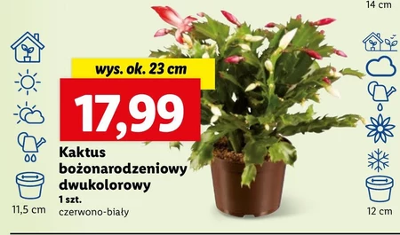 Kaktus