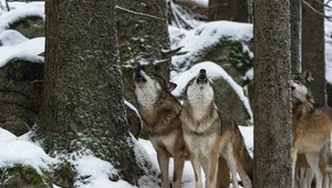 Wilk zabity podczas polowania przy parku narodowym. Policja potwierdza