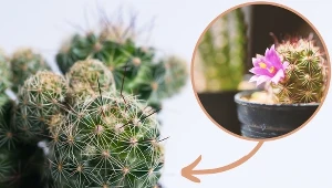 Rośliny doniczkowe dla każdego. Łatwe w uprawie, a efektowne