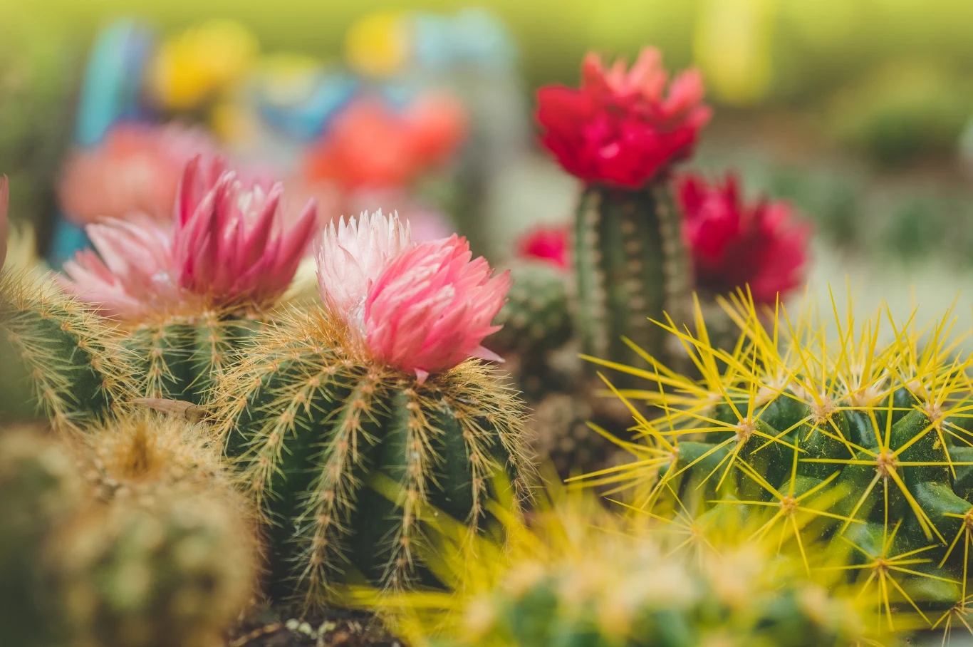 Kaktusy to mało wymagające, a jednocześnie efektowne rośliny doniczkowe. 