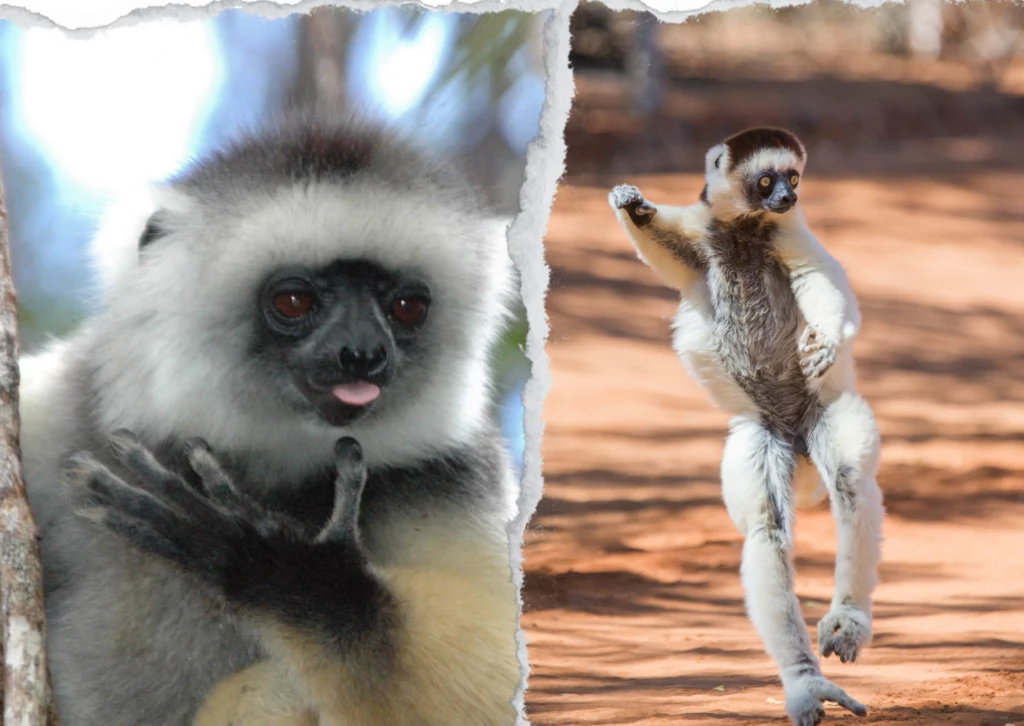 Sifaka diamentowa 