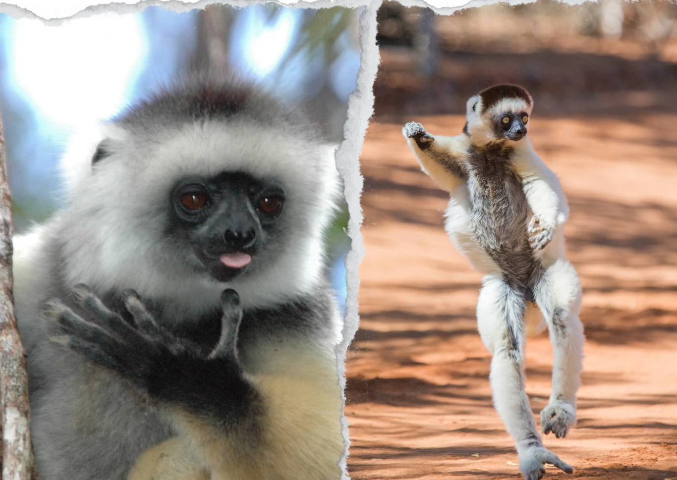 Sifaka diamentowa Sifaka diamentowa