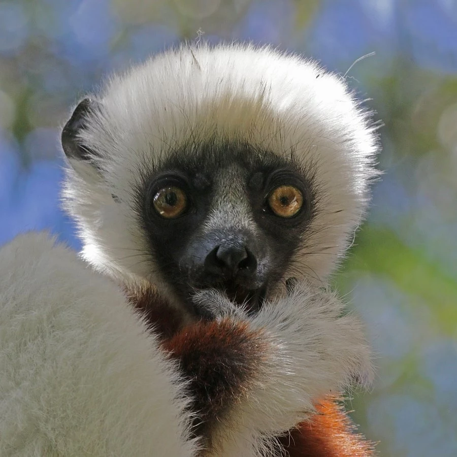 Sifaka białokasztanowa