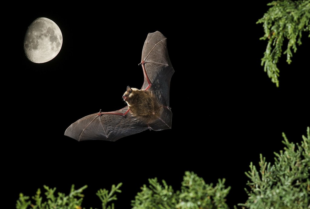 Mroczek późny na tle nocnego nieba