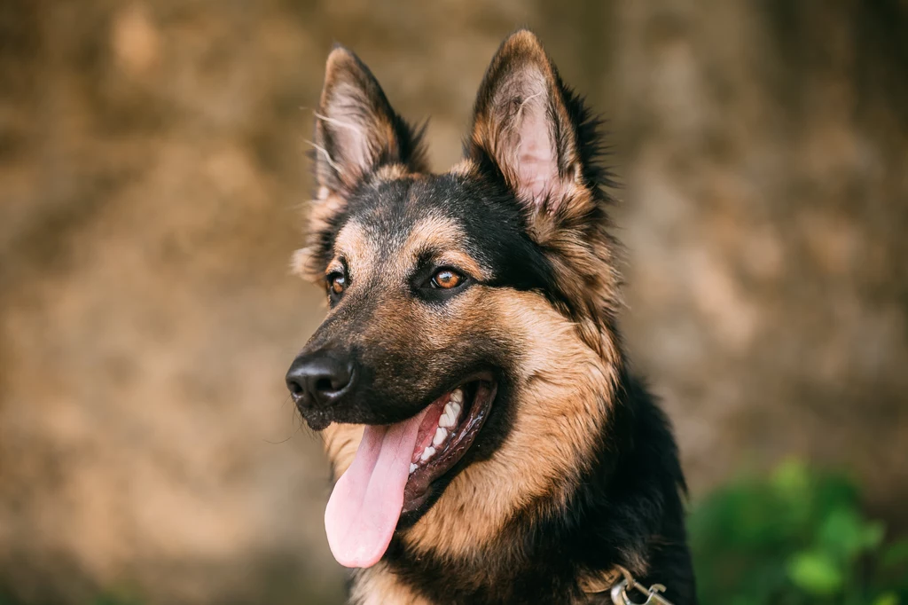 Ucho psa może wymagać specjalnej pielęgnacji 