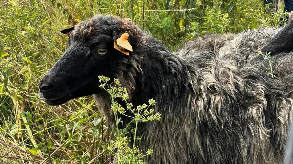 Owce wrzosówki musiały zniknąć z Gdańska już po miesiącu. Na jaw wyszły nieprawidłowości przy wartym 150 tys. zł przetargu