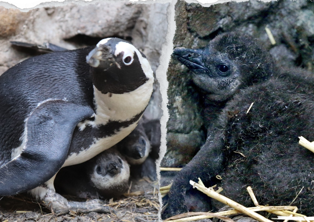 Pingwiny przylądkowe z zoo w Gdańsku