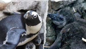 Pingwiny przylądkowe z zoo w Gdańsku