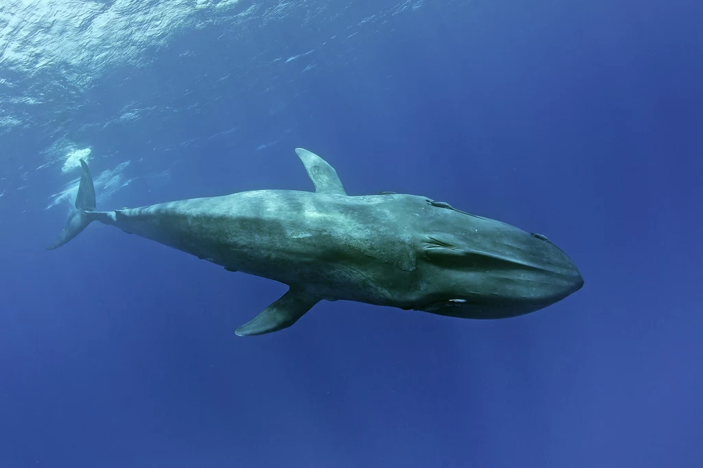 Płetwal błękitny u brzegów Sri Lanki