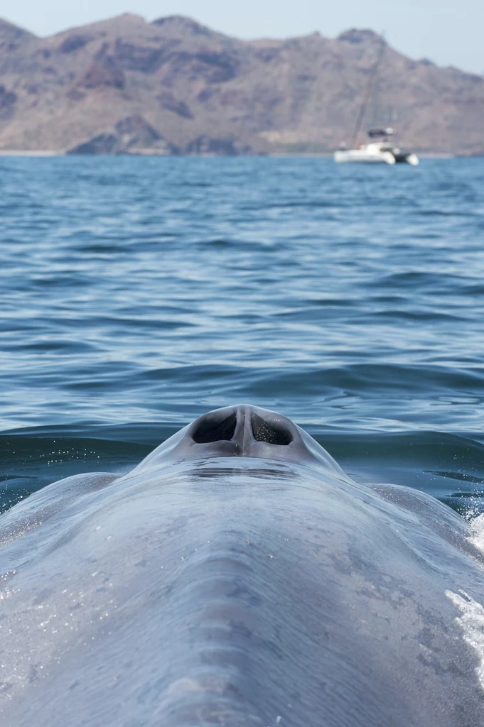 Płetwal błękitny w Zatoce Kalifornijskiej, Meksyk