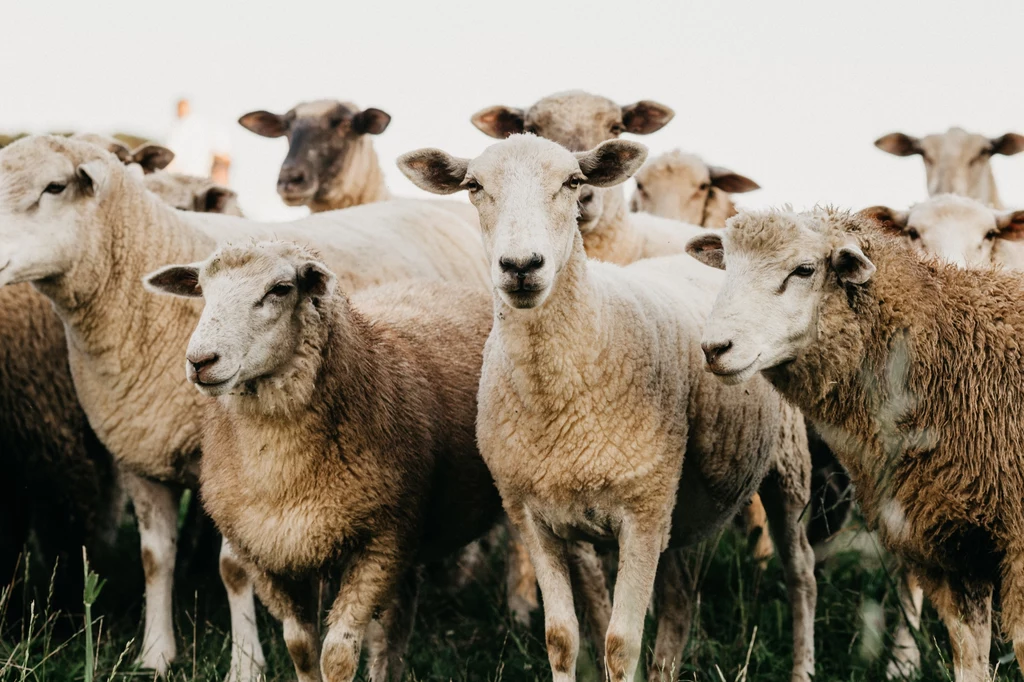 Australia ma zbyt dużo owiec. Rolnicy rozdają je za darmo
