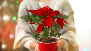 Planujesz zakup poinsecji? Sprawdź, na co zwrócić uwagę 