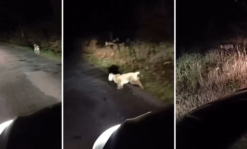 Wójt gminy Łęki Szlacheckie zauważył na drodze rysia